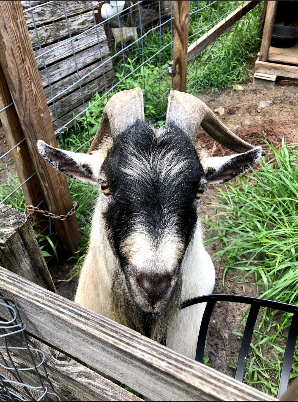 Has someone gotten your goat or eaten your lunch?